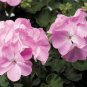 Geranium White to Pink Single Dense Petals Big Blooms Bonsai Flowers 20 Seeds