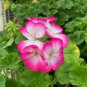 Geranium White to Pink Single Dense Petals Big Blooms Bonsai Flowers 20 Seeds