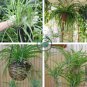 Heirloom Chlorophytum 20 Seeds