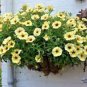 Rare Phantom Petunia Flower 200 Seeds