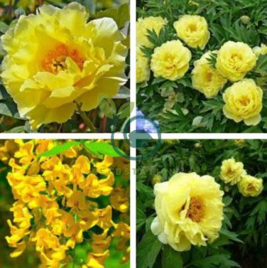 Yellow Chinese Tree Peony 10 Seeds