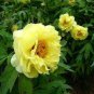 Yellow Chinese Tree Peony 10 Seeds