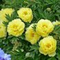 Yellow Chinese Tree Peony 10 Seeds