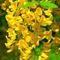 Yellow Chinese Tree Peony 10 Seeds