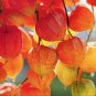 Rare Physalis alkekengi Red Chinese Lantern Bladder Cherry 240 Seeds