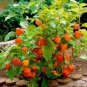 Rare Physalis alkekengi Red Chinese Lantern Bladder Cherry 240 Seeds