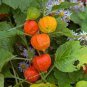 Rare Physalis alkekengi Red Chinese Lantern Bladder Cherry 240 Seeds