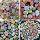 Beauty Mixed Mini Lithops Bonsai Plants 200 Seeds