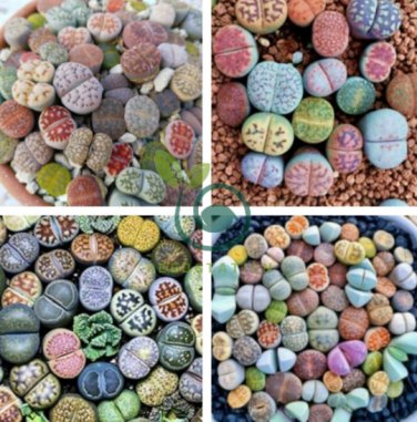 Beauty Mixed Mini Lithops Bonsai Plants 200 Seeds