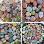 Beauty Mixed Mini Lithops Bonsai Plants 200 Seeds