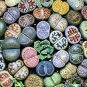Beauty Mixed Mini Lithops Bonsai Plants 200 Seeds