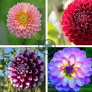 Mixed 25 Typs of Hardy Heat-resisting Different Perennial Dahlia Flower 100 Seeds