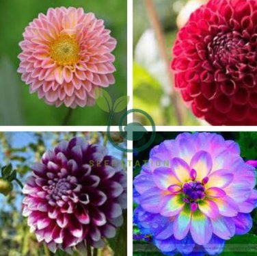 Mixed 25 Typs of Hardy Heat-resisting Different Perennial Dahlia Flower 100 Seeds