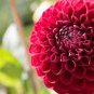 Mixed 25 Typs of Hardy Heat-resisting Different Perennial Dahlia Flower 100 Seeds