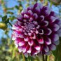 Mixed 25 Typs of Hardy Heat-resisting Different Perennial Dahlia Flower 100 Seeds