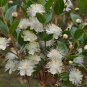 Myrtus Communis 100 Seeds