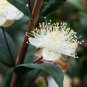 Myrtus Communis 100 Seeds