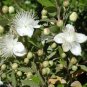 Myrtus Communis 100 Seeds