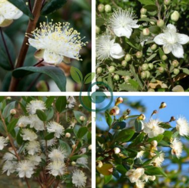 Myrtus Communis 200 Seeds