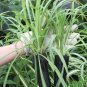 Heirloom Chlorophytum 200 Seeds