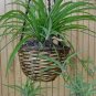 Heirloom Chlorophytum 200 Seeds
