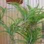 Heirloom Chlorophytum 200 Seeds