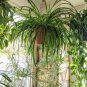 Heirloom Chlorophytum 200 Seeds