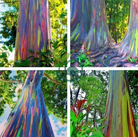 Rainbow Tree Eucalyptus Deglupta Mindanao Gum 200 Seeds