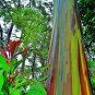 Rainbow Tree Eucalyptus Deglupta Mindanao Gum 200 Seeds