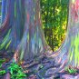 Rainbow Tree Eucalyptus Deglupta Mindanao Gum 200 Seeds