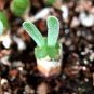 Monilaria Moniliformem Bonsai 20 Seeds