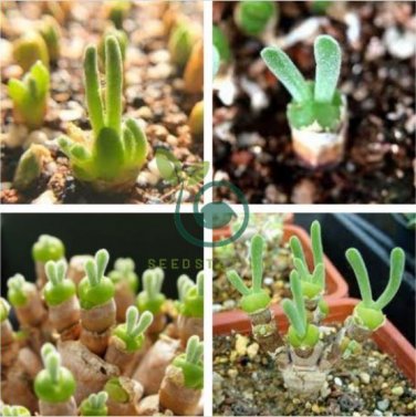 Monilaria Moniliformem Bonsai 200 Seeds