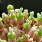 Monilaria Moniliformem Bonsai 200 Seeds