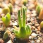 Monilaria Moniliformem Bonsai 200 Seeds