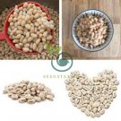 Lot Mini Magic White Bean 200 Seeds