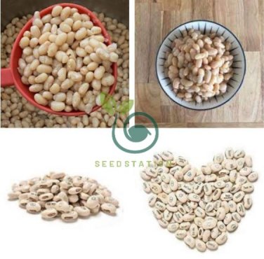 Lot Mini Magic White Bean 200 Seeds