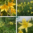 Hemerocallis Citrina Baroni 20 Seeds