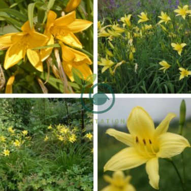 Hemerocallis Citrina Baroni 20 Seeds