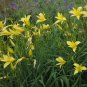 Hemerocallis Citrina Baroni 20 Seeds