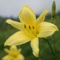 Hemerocallis Citrina Baroni 20 Seeds