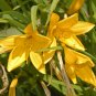 Hemerocallis Citrina Baroni 20 Seeds