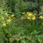 Hemerocallis Citrina Baroni 20 Seeds