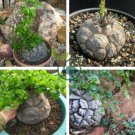 Dioscorea Elephantipes Imported Elephant's Foot Yam 10 Seeds