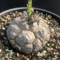 Dioscorea Elephantipes Imported Elephant's Foot Yam 10 Seeds