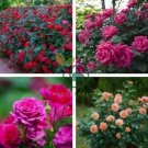 Rose Shrub Flower 100 Seeds
