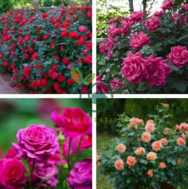 Rose Shrub Flower 100 Seeds