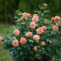 Rose Shrub Flower 100 Seeds