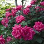 Rose Shrub Flower 100 Seeds