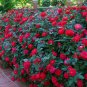 Rose Shrub Flower 100 Seeds