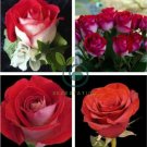 New Fire and Ice Rose 200 Seeds